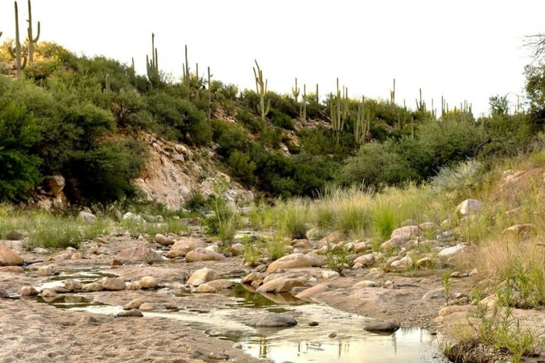 Catalina State Park boasts 5.5k acres of foothills, canyons, streams and trails