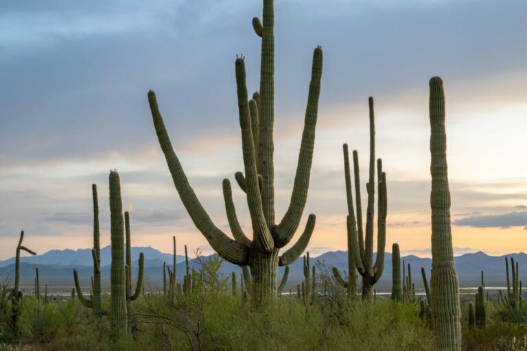 HIKING IN TUCSON FOR BEGINNERS: Experience the Sonoran Desert up close