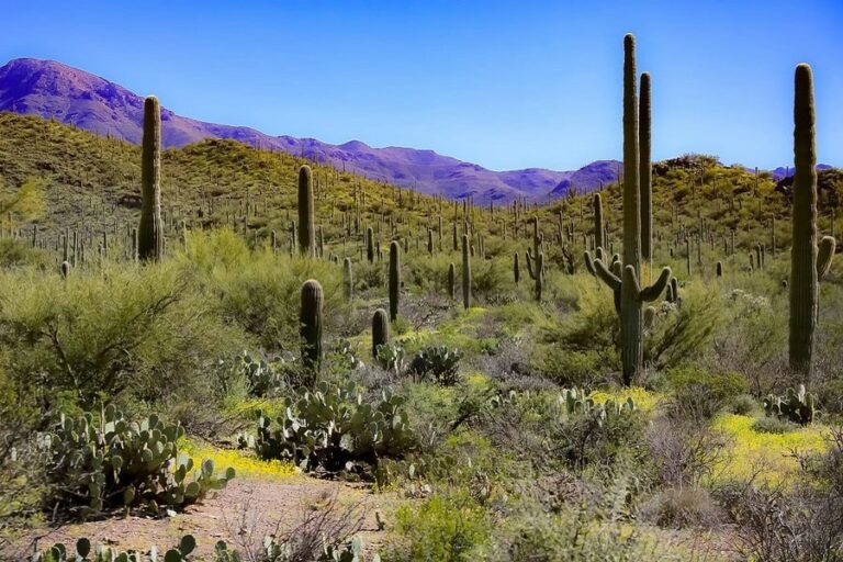 Tucson couples activities: Enjoy the majestic desert